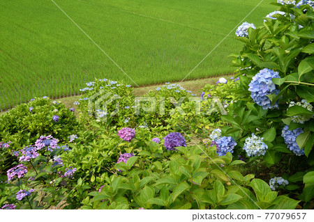 ≪Hydrangea blooming in Satoyama, Ayabe, Kyoto≫ Ayabe City, Kyoto Prefecture ≪Hydrangea blooming in Satoyama, Ayabe, Kyoto≫ Ayabe City, Kyoto Prefecture 77079657