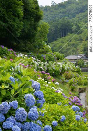 ≪京都綾部里山的繡球花盛開≫ 京都府綾部市 77079665