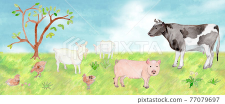 Watercolor illustration of cows, pigs, goats and chickens on the ranch Watercolor illustration of cows, pigs, goats and chickens on the ranch 77079697