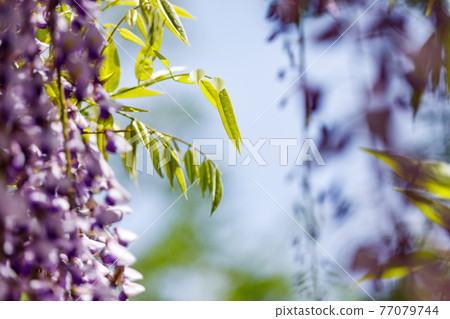 Wisteria in Ushijima, Kasukabe City, Saitama Prefecture Wisteria Flower Garden Wisteria Shelf Wisteria in Ushijima, Kasukabe City, Saitama Prefecture Wisteria Flower Garden Wisteria Shelf 77079744