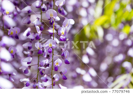 埼玉縣春日部市牛島的紫藤 紫藤花園 紫藤架 埼玉縣春日部市牛島的紫藤 紫藤花園 紫藤架 77079746