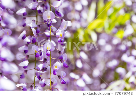 Wisteria in Ushijima, Kasukabe City, Saitama Prefecture Wisteria Flower Garden Wisteria Shelf Wisteria in Ushijima, Kasukabe City, Saitama Prefecture Wisteria Flower Garden Wisteria Shelf 77079748