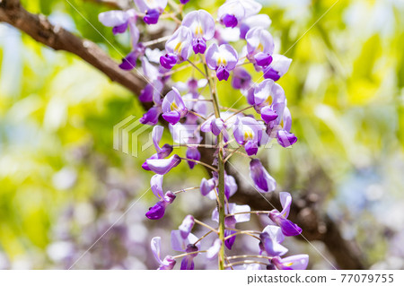 埼玉縣春日部市牛島的紫藤 紫藤花園 紫藤架 埼玉縣春日部市牛島的紫藤 紫藤花園 紫藤架 77079755