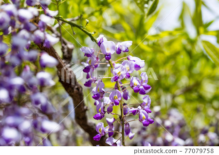 埼玉縣春日部市牛島的紫藤 紫藤花園 紫藤架 埼玉縣春日部市牛島的紫藤 紫藤花園 紫藤架 77079758