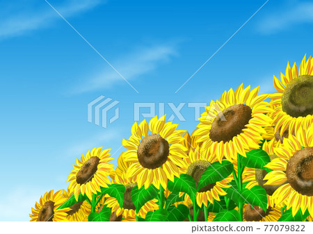 向日葵和天空 77079822