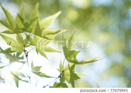 帶光的新鮮綠楓 77079945
