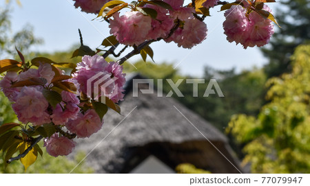 裡櫻和茅草屋頂 77079947