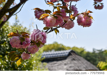 裡櫻和茅草屋頂 裡櫻和茅草屋頂 77079948