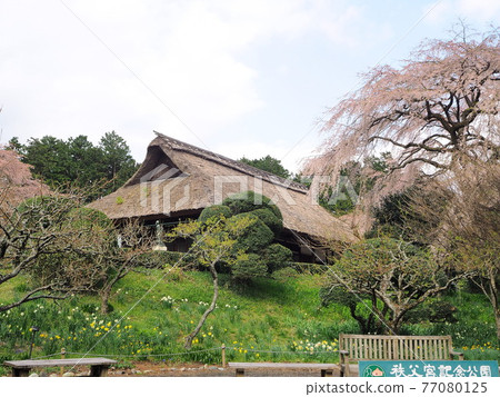Shizuoka Prefecture Spring Chichibunomiya Memorial Park April Shizuoka Prefecture Spring Chichibunomiya Memorial Park April 77080125