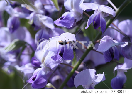 Fuji flowers 77080151