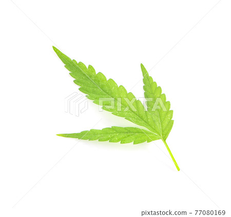 Green cannabis leaves isolated on white background. Green cannabis leaves isolated on white background. 77080169