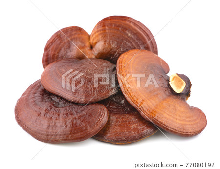 Ganoderma Lucidum Mushroom isolated on white background Ganoderma Lucidum Mushroom isolated on white background 77080192