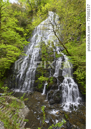 Ryusoga Falls Fresh Green (Ikeda Town, Imadate District, Fukui Prefecture) 77080237