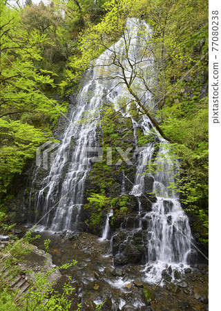 Ryusoga Falls Fresh Green (Ikeda Town, Imadate District, Fukui Prefecture) 77080238