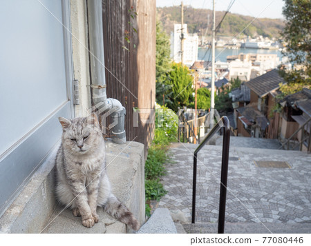 [Hiroshima Prefecture] A stray cat sitting on the stone steps of Onomichi 77080446