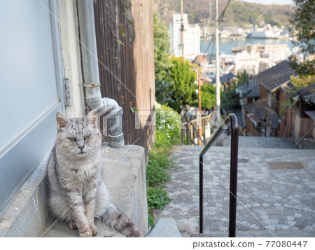 [Hiroshima Prefecture] A stray cat sitting on the stone steps of Onomichi 77080447