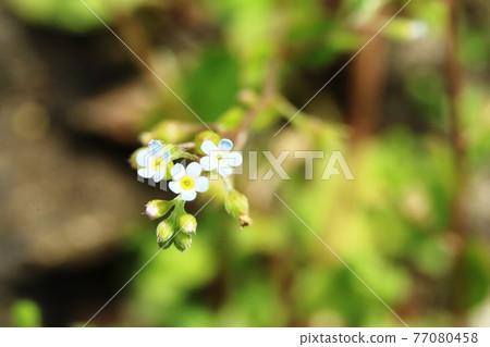 Very small and cute cucumber flower Very small and cute cucumber flower 77080458