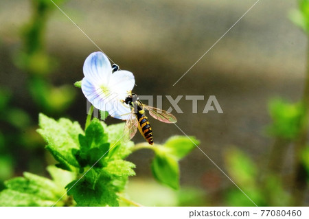 波斯speedwell 和 Himehirataab 這是一個非常笑臉的景象！ 77080460