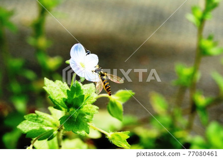 波斯speedwell 和 Himehirataab 這是一個非常笑臉的景象！ 77080461