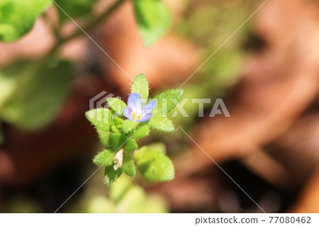 極小花玉米speedwell（站立的狗的陰囊） 77080462