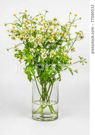 玻璃中的母菊 玻璃中的母菊 77080532