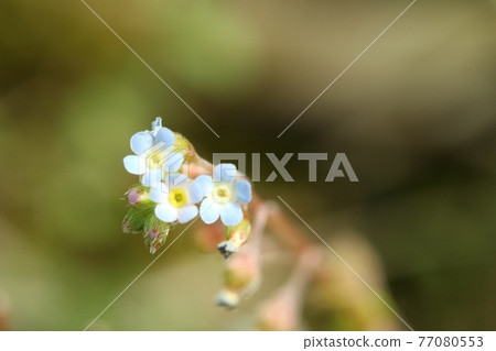 Very small and cute cucumber flower 77080553