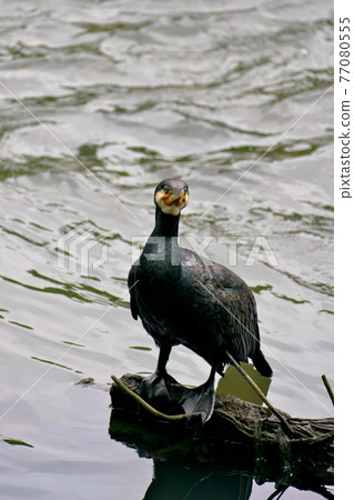 Great cormorant on land 77080555