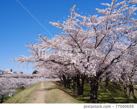 Cherry blossoms at Goryokaku Park Cherry blossoms at Goryokaku Park 77080688
