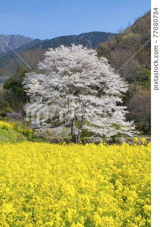 [Hadano City] Minoge's Usuzumi-Sakura 77080784