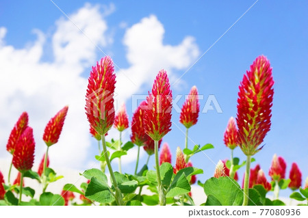 Strawberry candle (Crimson clover) 77080936
