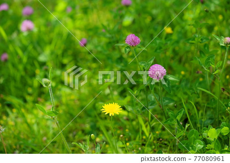 Warm days, spring wildflowers in full bloom 2 77080961