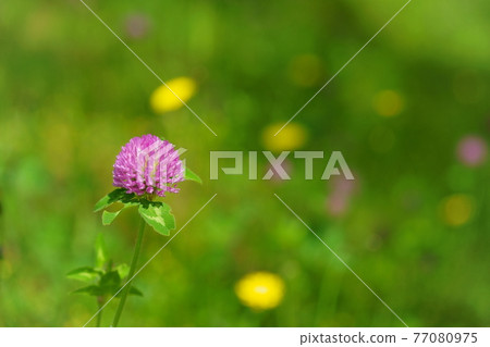 Warm days, spring wildflowers in full bloom 16 77080975
