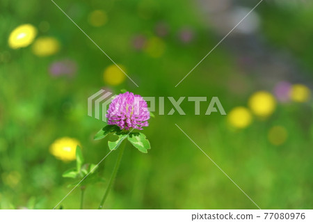 Warm days, spring wildflowers in full bloom 17 77080976