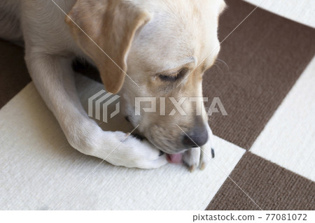 Labrador retriever's upper body licking the paws on the front legs Labrador retriever's upper body licking the paws on the front legs 77081072
