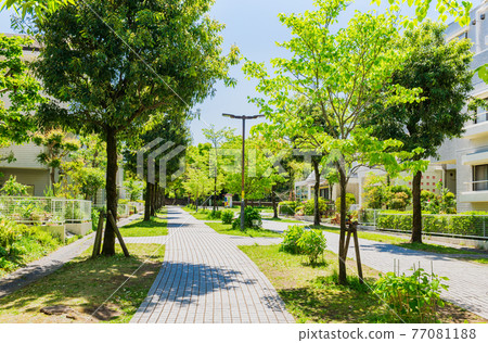 Suburban residential area, fresh green living road 77081188