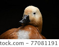 Waterfowl 77081191