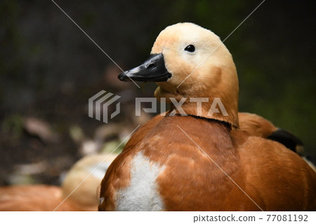 Waterfowl 77081192