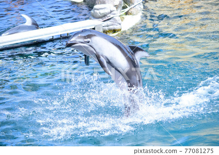 Dolphin Pacific white-sided dolphin pool aquarium cute Dolphin Pacific white-sided dolphin pool aquarium cute 77081275
