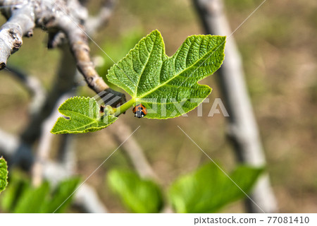 基於年輕無花果葉子的瓢蟲風景在明亮的陽光下 基於年輕無花果葉子的瓢蟲風景在明亮的陽光下 77081410