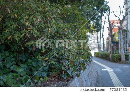 北區瀧野川公園/西原前 北區瀧野川公園/西原前 77081485