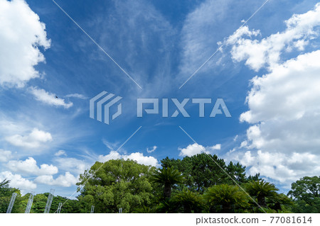 鶴舞公園舒適的夏日天空 77081614