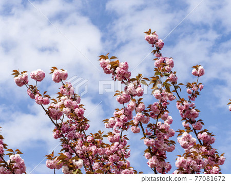 Double cherry blossoms with the blue sky in the background Double cherry blossoms with the blue sky in the background 77081672