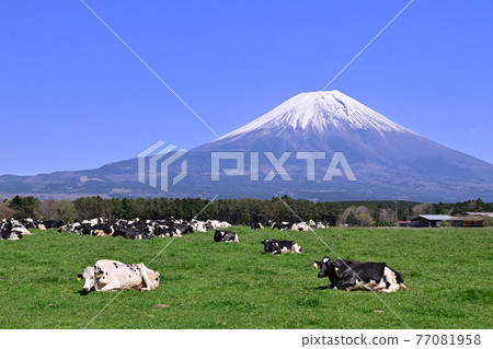 晨霧窗口 77081958