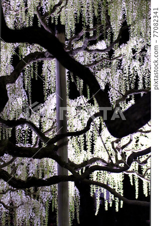 白富士分店 77082341