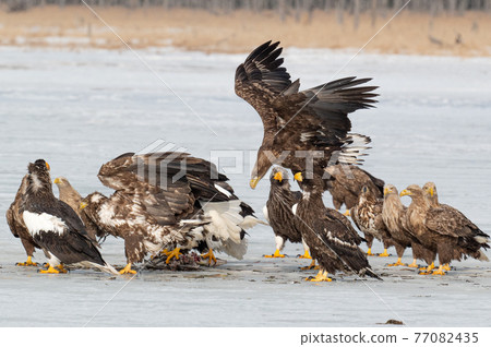 夫人湖冬景 77082435