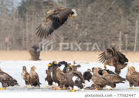 夫人湖冬景 夫人湖冬景 77082447