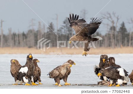 夫人湖冬景 夫人湖冬景 77082448