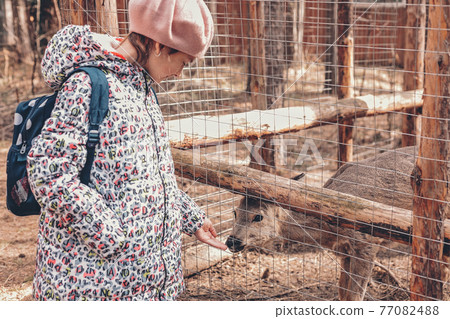 A cute girl and a young female roe deer behind the fence. Wild animals are being treated and adapted. A cute girl and a young female roe deer behind the fence. Wild animals are being treated and adapted. 77082488