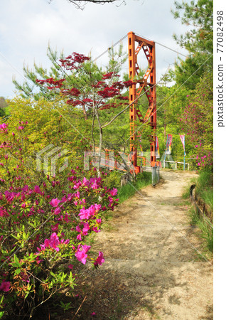 Maruo Bridge and Azalea in Sugimura Park [Hashimoto City, Wakayama Prefecture] 77082498