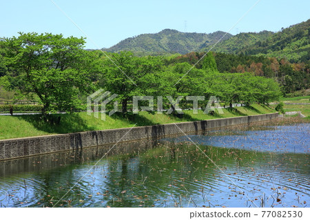 在池塘反映的新綠色 在池塘反映的新綠色 77082530